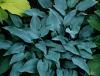 Хоста   голубая  с  мелким  листом   изящная грандпри  на выстав