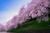 сакура японская   розовая  пелена  4х летняя кустовая